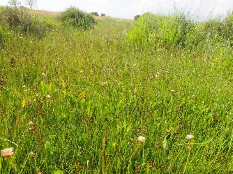 Habitat des prés salés du contact haut schorre/dune