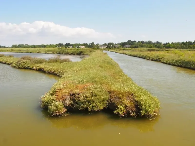 Habitat des prés salés su haut schorre à l’intérieur des bassins