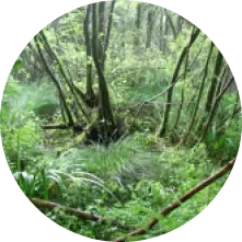 Image zone humide 2