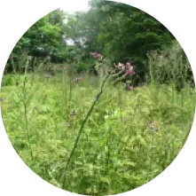 Image zone humide 4