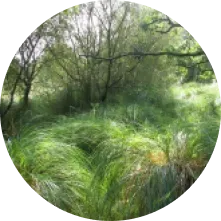 Image zone humide 5