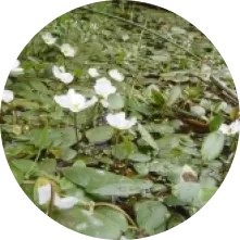 Image zone humide 6