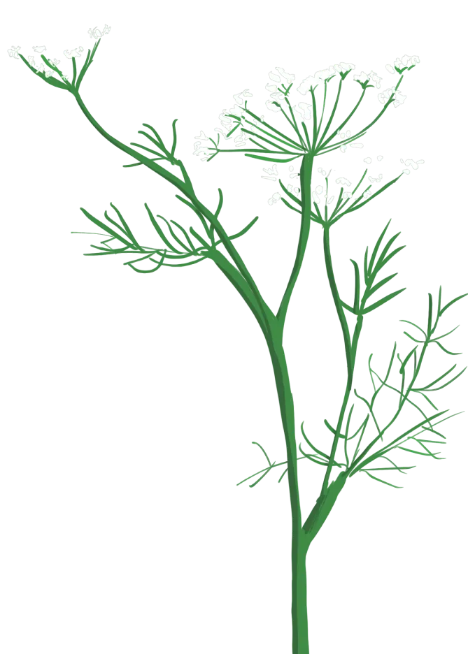 Illustration plante