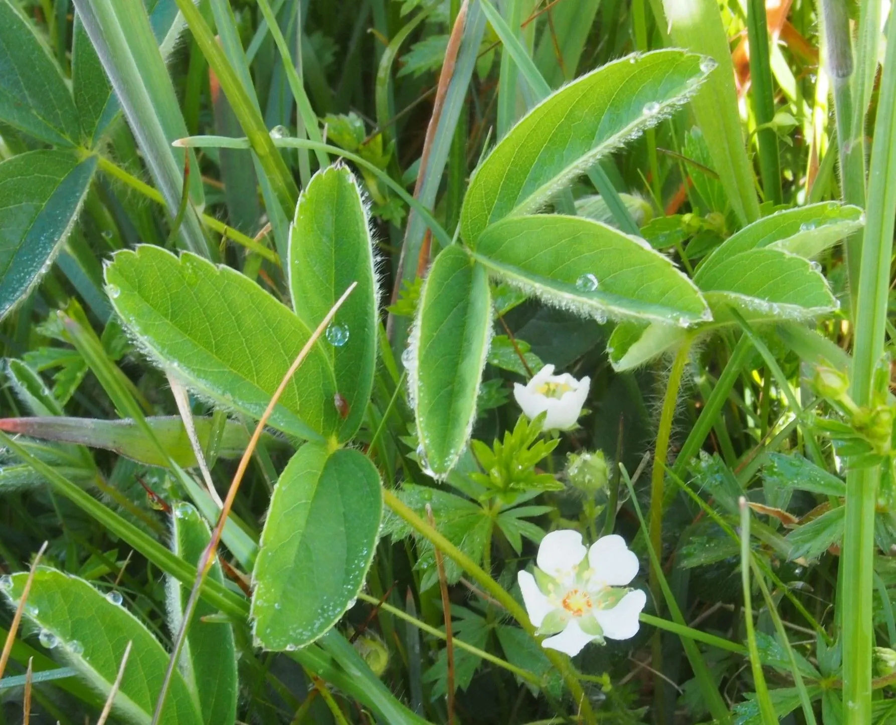 fleur